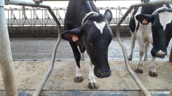 vache laitière tapis logette caoutchouc Danube - Bioret Agri 