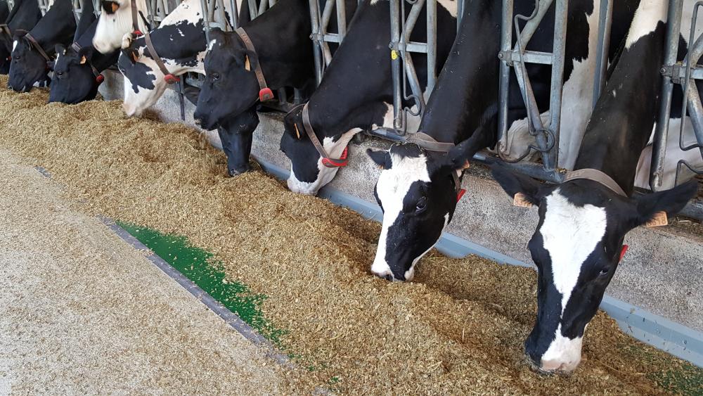 Feeding Stall for better feed intake - Bioret Agri