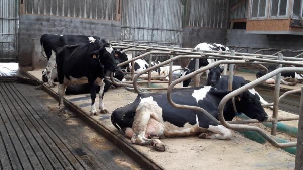 Atlas kneeboard in dairy barn - Bioret Agri