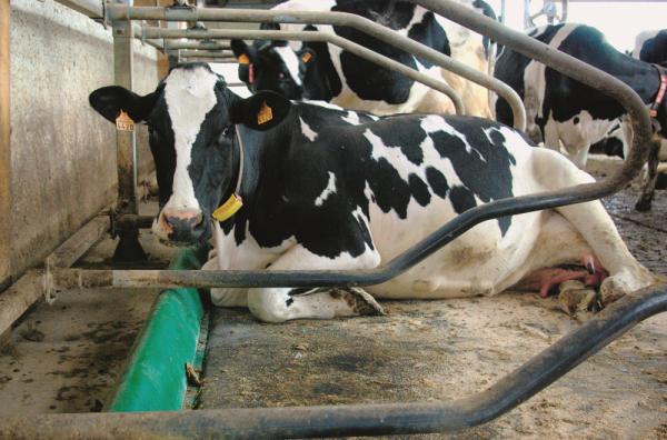 Elista mattress better hygiene for cows - Bioret Agri 