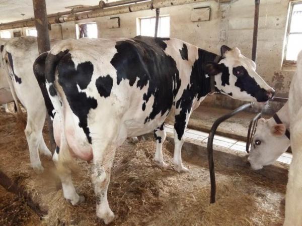 Louisiane TS for larger dairy cows - Bioret Agri