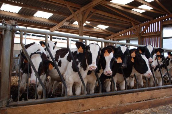 Primistar mattress for smaller cows - Bioret Agri 