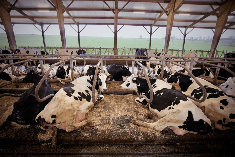 Couchages Pour Vaches BIORET AGRI