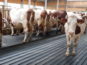 vache sur tapis bioret