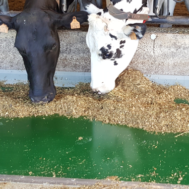 2 vaches mangent leur ration sur la couverture d'auge d'alimentation sanifeed