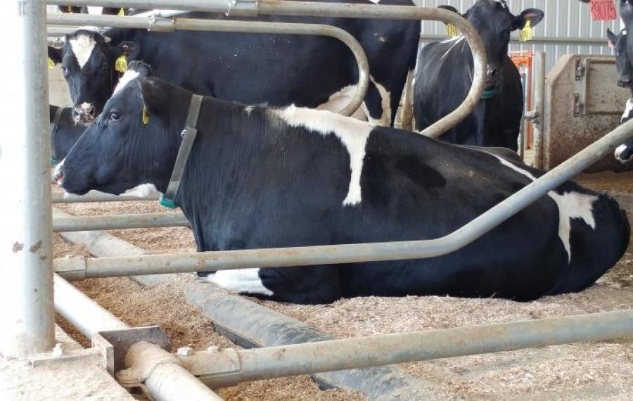 Couchages Pour Vaches BIORET AGRI