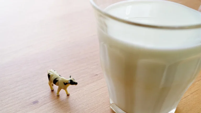 Productivité des vaches et revetement de sol