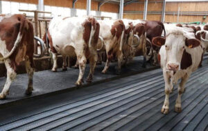 Feeding step for Cow