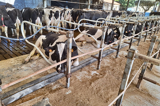 Aquaclim portugal Vaches couchées immédiatement après installation